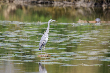 Airone cenerino (Ardea cinerea)