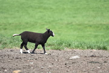 Moutons agneaux animaux agriculture