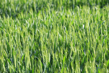 Growing wheat, outdoors