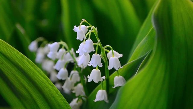 Convallaria majalis, flower, may