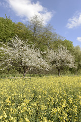Maibl&uuml;te mit Rapsfeld