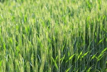 Growing wheat, outdoors