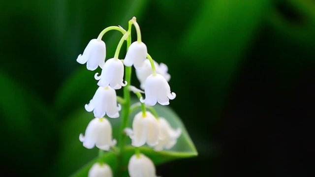 Convallaria majalis, flower, may