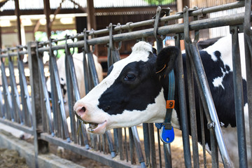 agriculture vache betail elevage lait viande