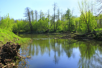 Wild landscape with spring river. Spring forest