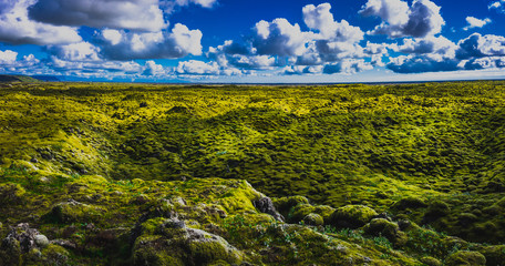 Iceland moss field