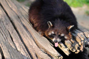 Sleeping yawning raccoon lotor