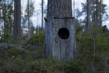 Owl house standing on the ground of a mossy forest, next to a pine tree. Trees in the background with a bright sky.