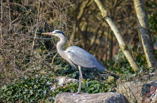 Un h&eacute;ron cendr&eacute; au parc de la T&ecirc;te d'Or &agrave; Lyon, France