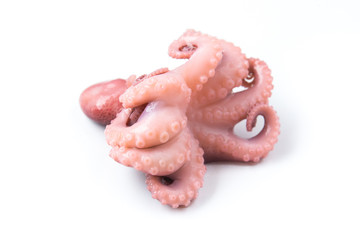 Small octopus isolated