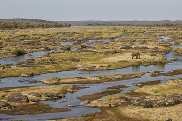 Elephants in Olifants River (Afrikaans: Olifantsrivier) in Kruger National Park in South Africa