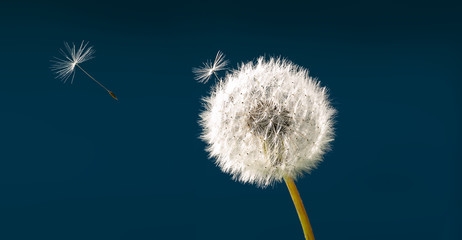 Dandelion as a dandelion with parachute against dark blue sky 