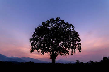 Fototapeta na wymiar Single tree is alone. Silhouette style.