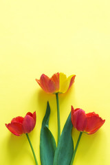 Red flowers of tulips on bright yellow background. Copy space for text