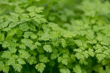 Kerbel Pflanzen in der Gärtnerei zum Verkauf im Frühling