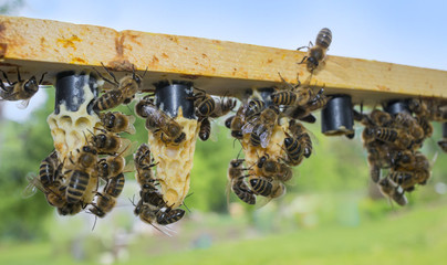 bee frame with cell bar - queen cells with bee queens (mothers) from nurse colony