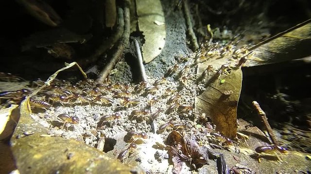 Termites work. Video slowing fourfold