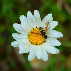 Faltenwespe; Lehmwespe; auf Margeritenbluete
