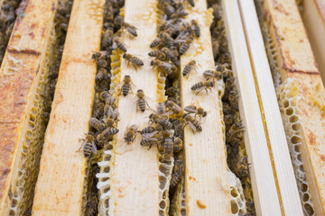 wiev inside top bar hive - frames close up