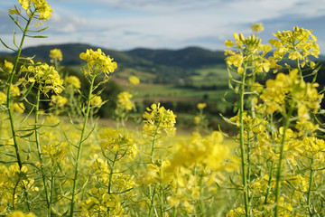 Odenwald fields