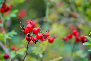 Rose berries