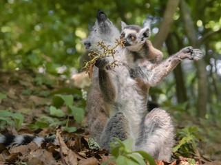 Neugieriges Affenbaby und Mutter