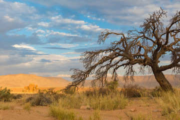 idyllische Landschaft mit einem alten Baum in den Tirasbergen, Namibia