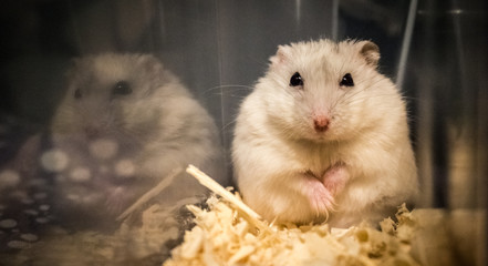 cute hamster pet pose funny