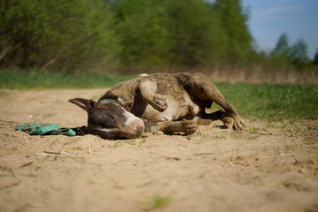  A dirty dog