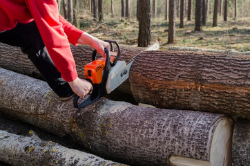 Lumberjack saws a log