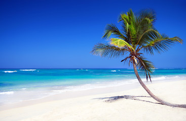 Naklejka na ściany i meble Tropical pristine beach with coconut palm