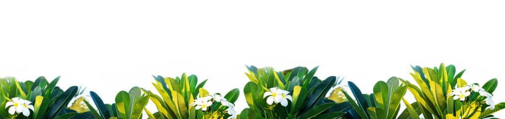 Cadre de fleurs de plumeria blanches