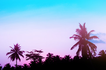 Fototapeta na wymiar Silhouette of coconut palm leaf on sunset background