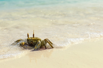 Ghost crab on white sandy beach