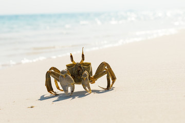 Fototapeta na wymiar Ghost crab on white sandy beach