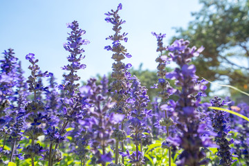 Blue salvia flower blooming under the sunlight, small purple and blue flowers. 