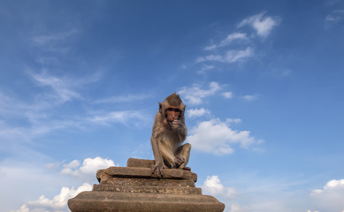 Monkey at Prang Sam Yod, Lopburi, Thailand