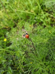 coccinelle sur une plante 