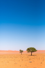 Naklejka na ściany i meble wolkenloser Himmel und grüne Bäume in der Wüste Namib, Strasse D 707, Hardap, Namibia