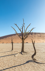 Bäume im Deadvlei, Tsauchabtal, Hardap, Namibia