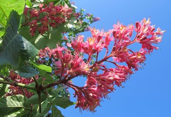 Rote Kastanienblüte