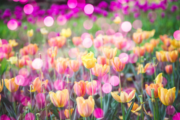 Spring yellow tulips background
