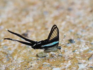 Butterfly, clear wings and long tail.On a wet concrete floor It is called Green Dragontail and is scientifically known as Lamproptera meges.