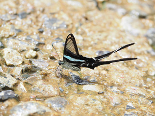 Butterfly, clear wings and long tail.On a wet concrete floor It is called Green Dragontail and is scientifically known as Lamproptera meges.