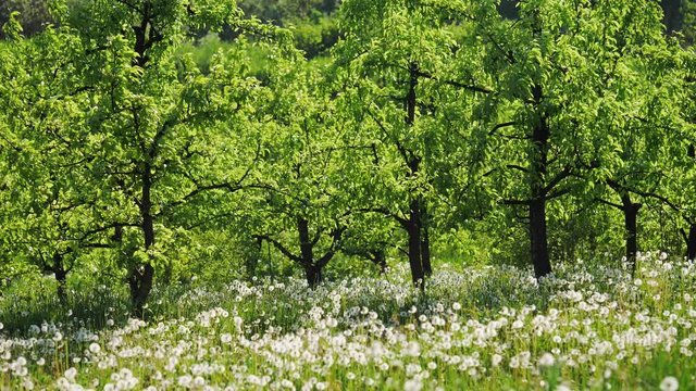 Garden with dandelions on a sunny day