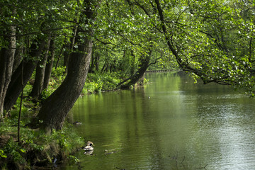 A pond in the forest. Beautiful summer landscape.