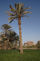 Palm tree in landscape