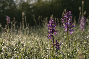 Green winged orchid