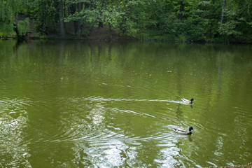 Obraz na płótnie Canvas Wild ducks in a pond.
