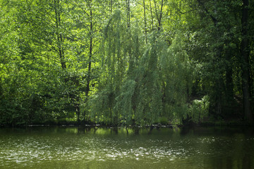 A pond in the forest. Beautiful summer landscape.
